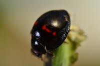 Chilocorus bipustulatus