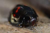 Chilocorus bipustulatus