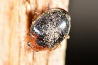 Scymnus rubromaculatus