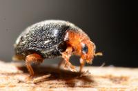 Scymnus rubromaculatus