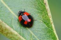 Adalia bipunctata