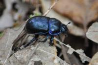 Anoplotrupes stercorosus