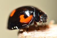 Exochomus quadripustulatus
