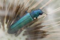 Psilothrix viridicoerulea