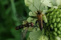 Oedemera podagrariae