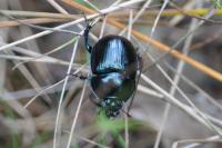 Anoplotrupes stercorosus