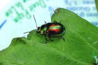 Chrysolina fastuosa