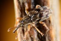 Taeniapion urticarium