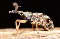 Taeniapion urticarium