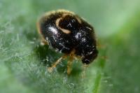 Clitostethus arcuatus