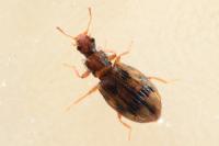 Cartodere bifasciata