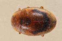 Rhyzobius chrysomeloides