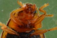 Rhyzobius chrysomeloides