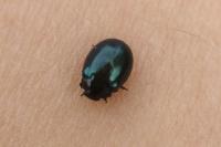 Plagiodera versicolora