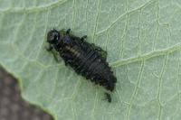 Plagiodera versicolora