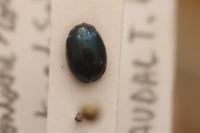 Plagiodera versicolora