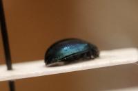 Plagiodera versicolora