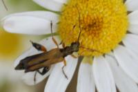 Oedemera podagrariae