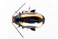 Phyllotreta undulata