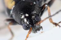 Phyllotreta undulata