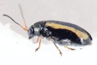 Phyllotreta undulata