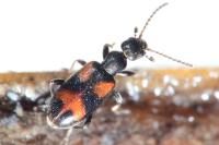 Anthicus antherinus