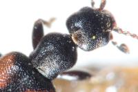 Anthicus antherinus