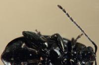 Phyllotreta nigripes