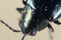 Phyllotreta nigripes