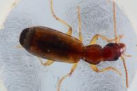 Paradromius linearis