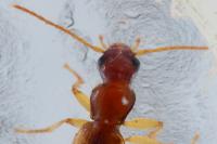 Paradromius linearis
