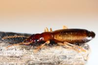 Paradromius linearis