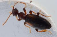 Cordicollis instabilis