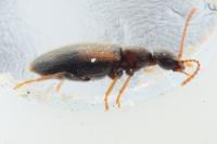 Cordicollis instabilis