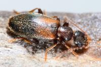 Cordicollis instabilis