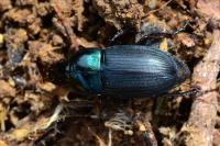 Harpalus dimidiatus