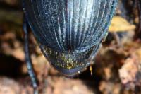 Harpalus dimidiatus