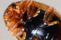 Rhyzobius litura
