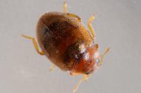 Rhyzobius litura