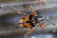 Nanophyes marmoratus