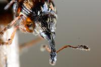 Nanophyes marmoratus