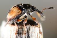 Nanophyes marmoratus