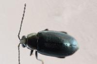 Phyllotreta nigripes