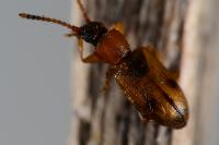 Psammoecus bipunctatus