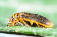 Galerucella nymphaeae