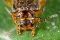 Galerucella nymphaeae