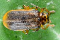 Galerucella nymphaeae