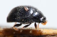 Stethorus pusillus