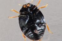 Stethorus pusillus