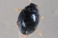 Stethorus pusillus